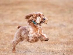 Galerie photos exemple